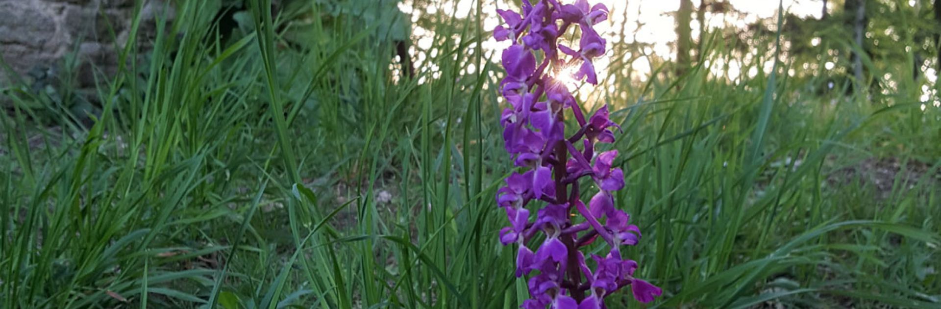 Orchideen wilde bloemen perigord