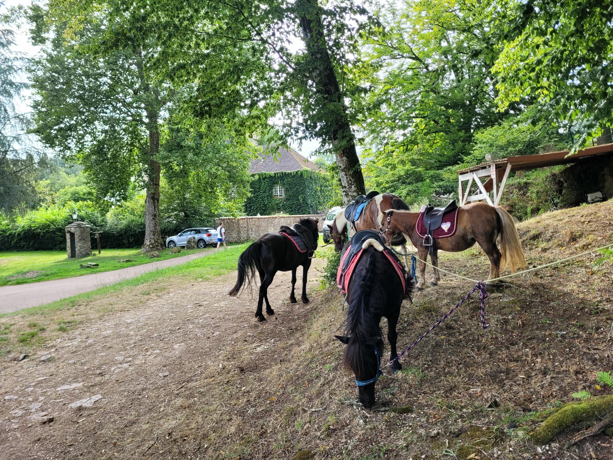 Chevaux attachés à un arbre face au château, pause lors d'une animation équestre au Verdoyer