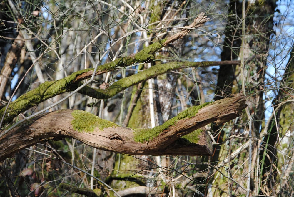 Bois morts ressemblant à des animaux imaginaires autour du lac de Miallet