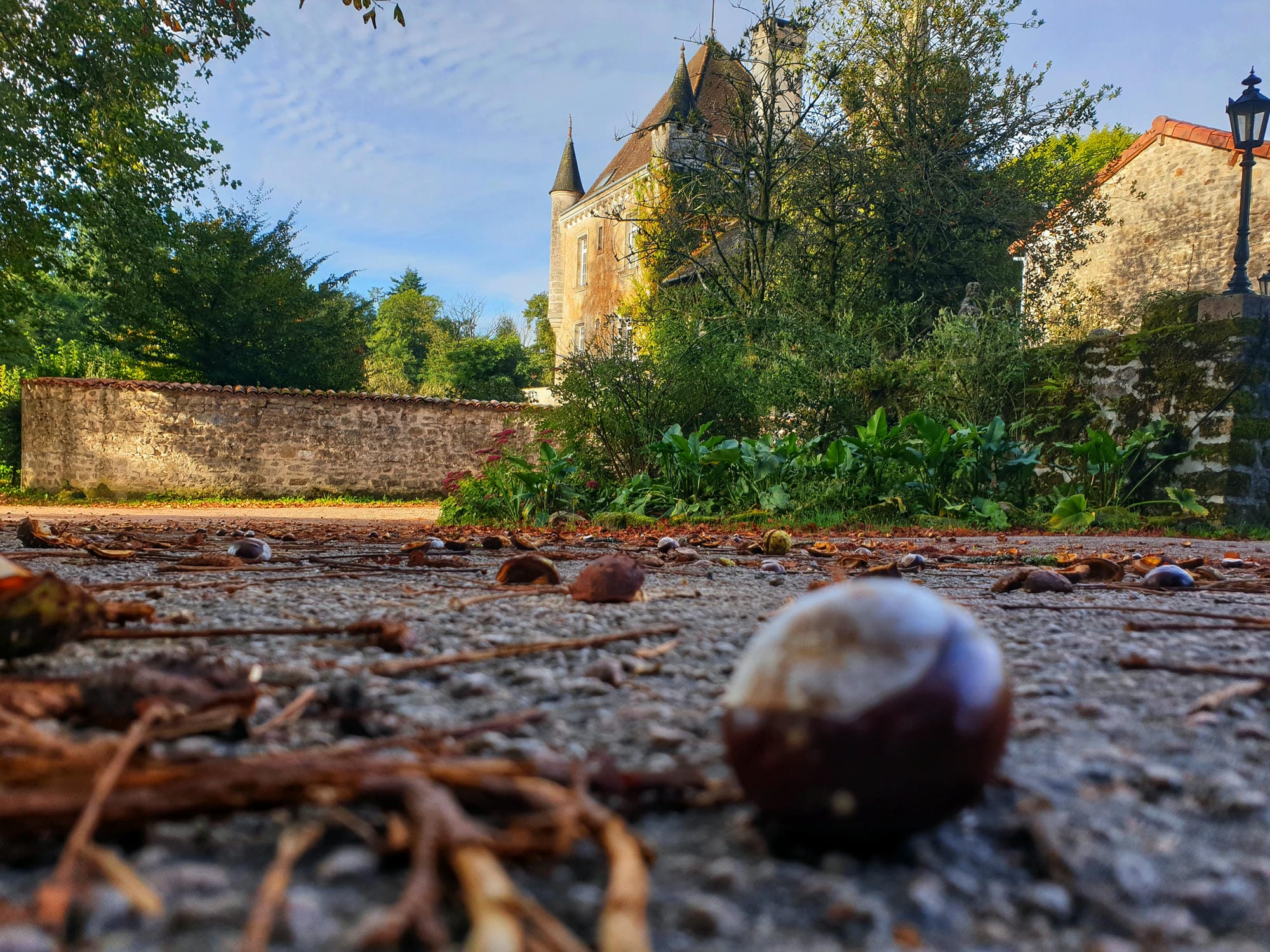 Châtaigne tombée au sol sur le parking du Château le Verdoyer, automne en Périgord