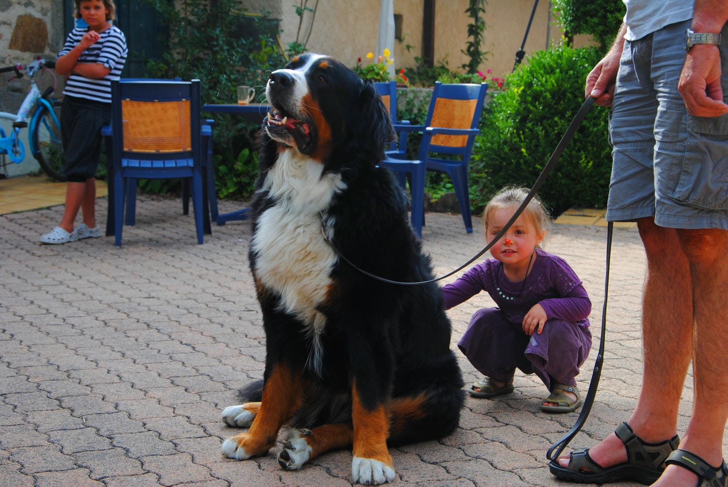 Un bouvier bernois majestueux et une petite fille complice dans la cour du Château le Verdoyer, camping chiens bienvenus en Périgord Vert