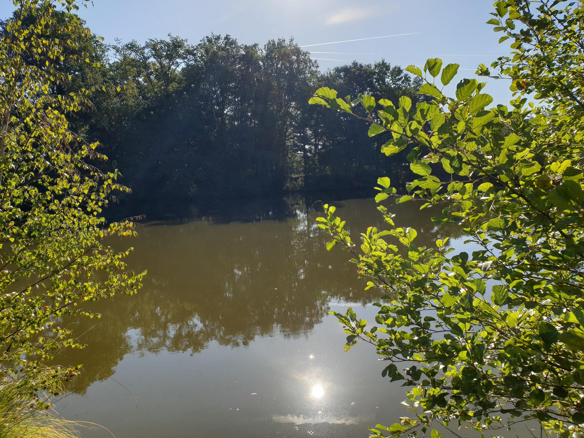 Étang de pêche du Château le Verdoyer, entouré d'arbres
