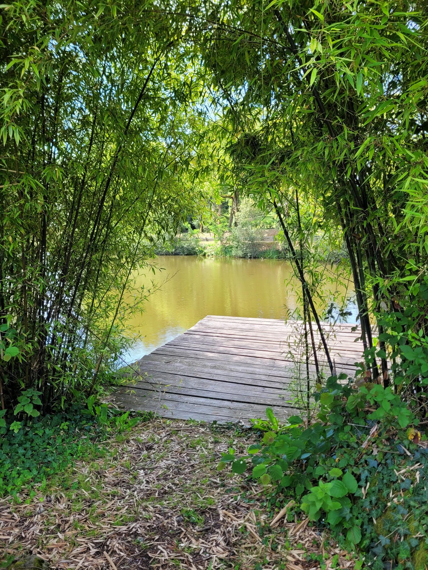 Ponton en bois traversant l'étang de pêche arboré au Château le Verdoyer