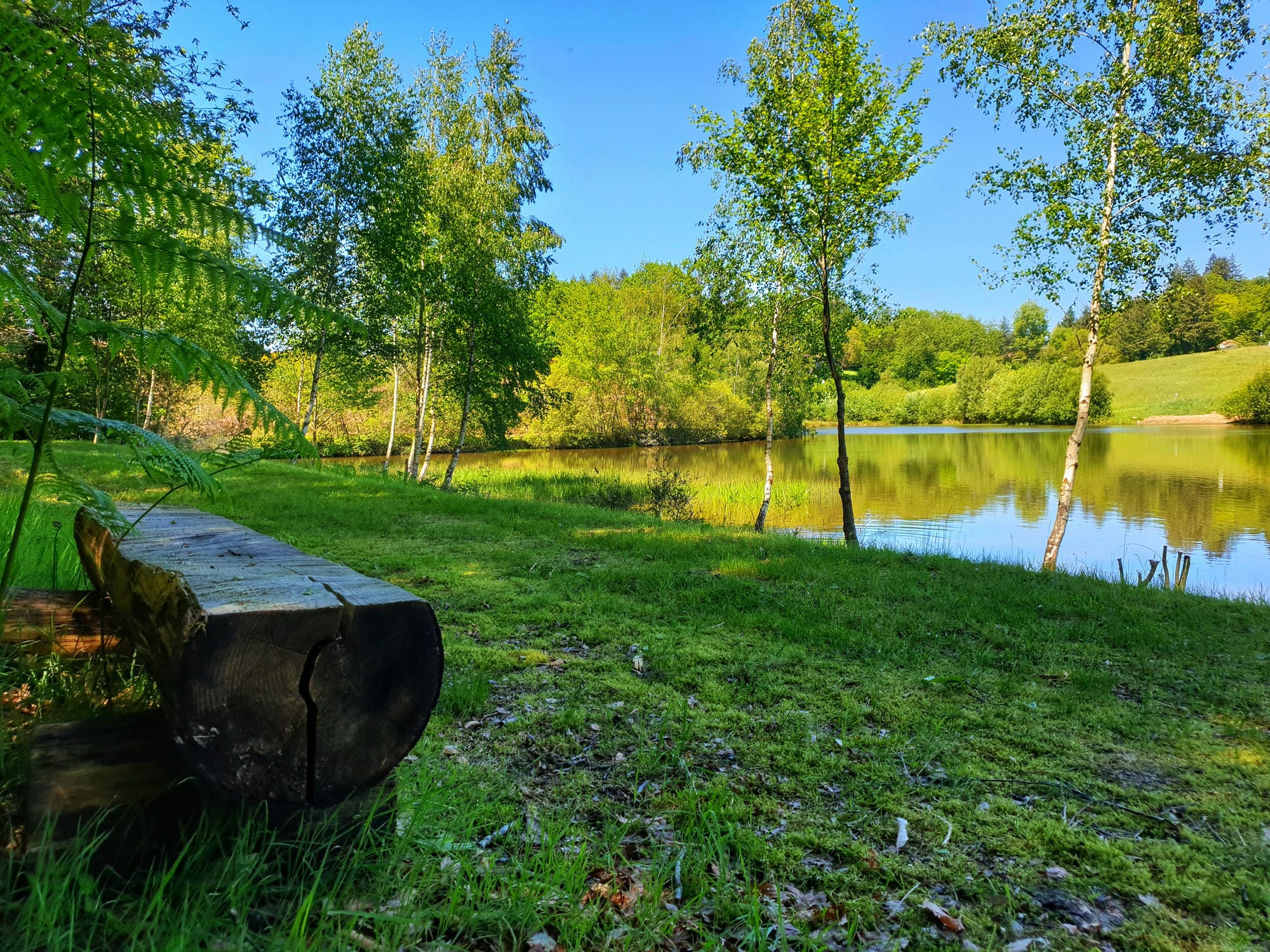 Tronc d'arbre transformé en banc naturel dans l'herbe près de l'étang de baignade du Verdoyer