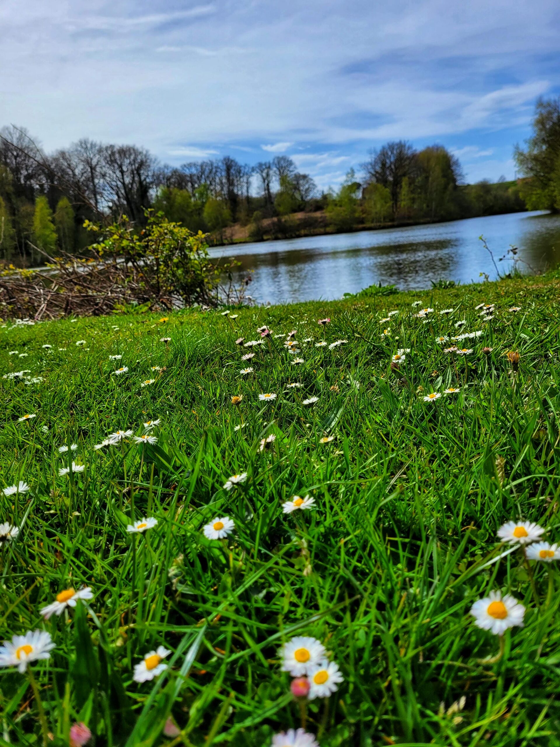 Nombreuses paquerettes blanches dans l'herbe au bord de l'étang de baignade du Verdoyer