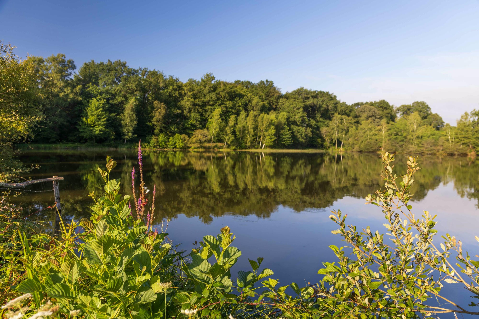 Reflets des arbres dans l'eau calme de l'étang de baignade du Camping Château le Verdoyer