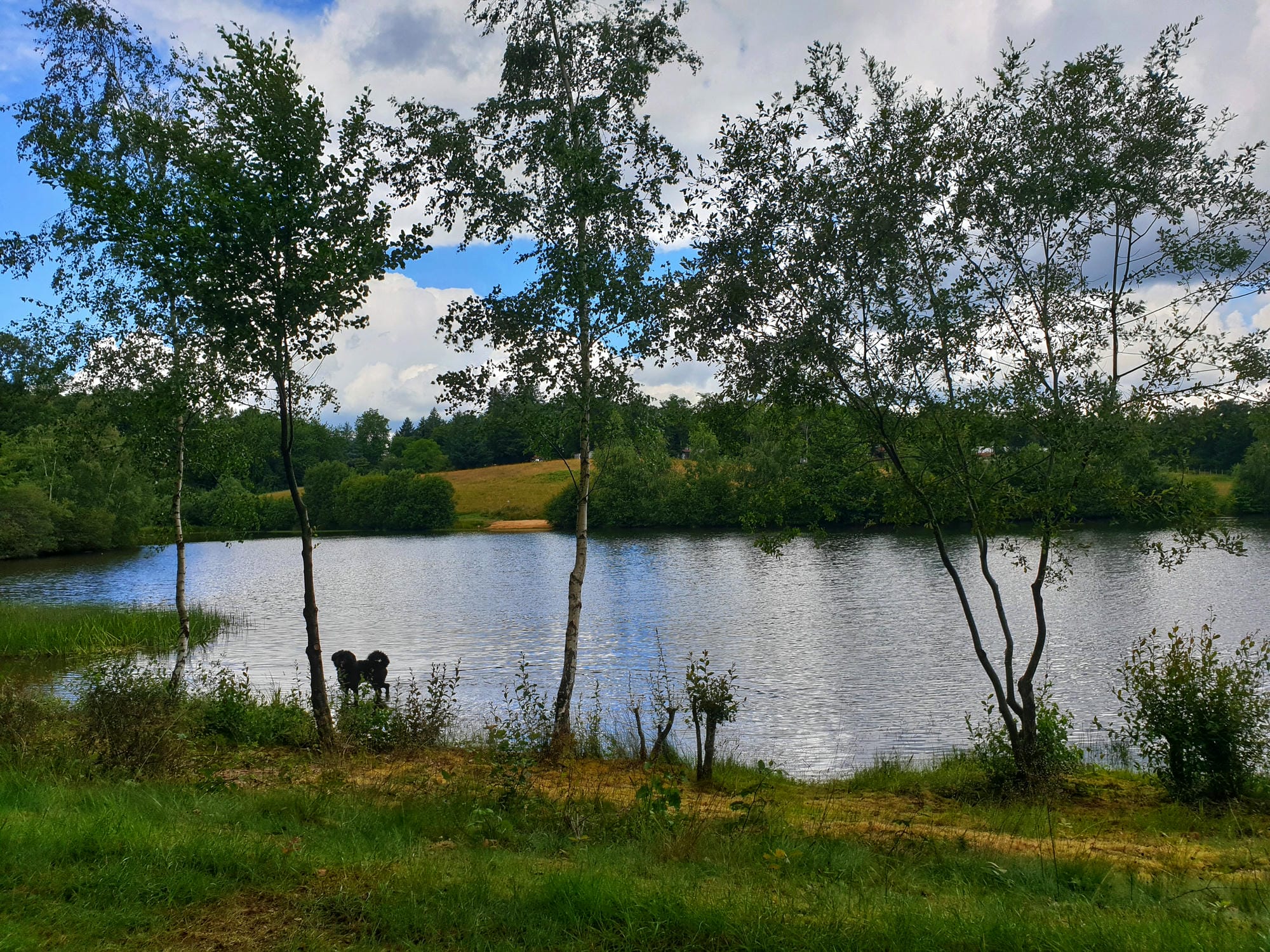 Chien dans l'herbe au bord de l'étang de baignade, vacances avec animaux au Verdoyer
