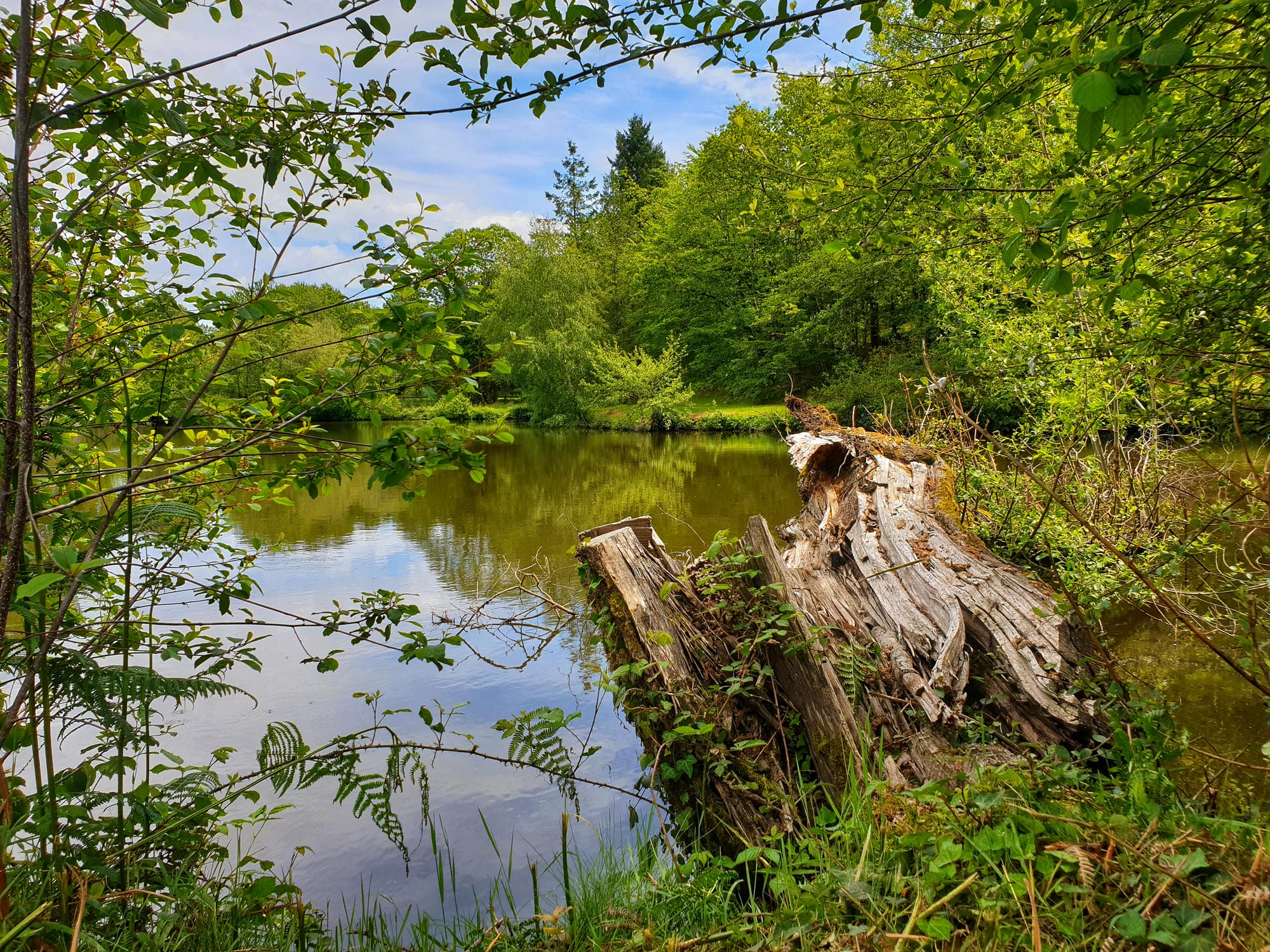 Tronc d'arbre flottant ou immergé dans l'étang de pêche du Camping Le Verdoyer