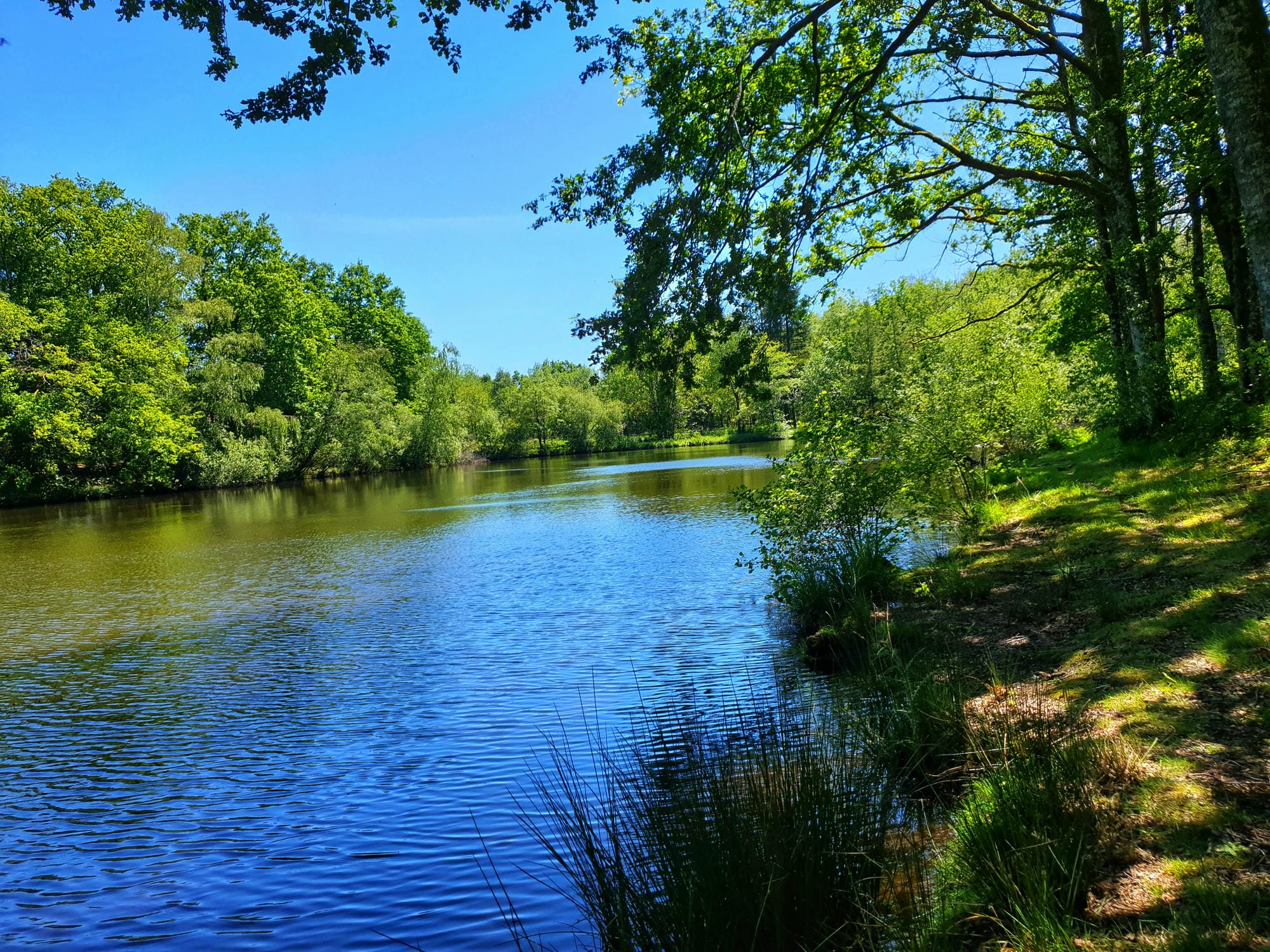 Étang de pêche accessible à pied depuis le camping, nature au Château Le Verdoyer