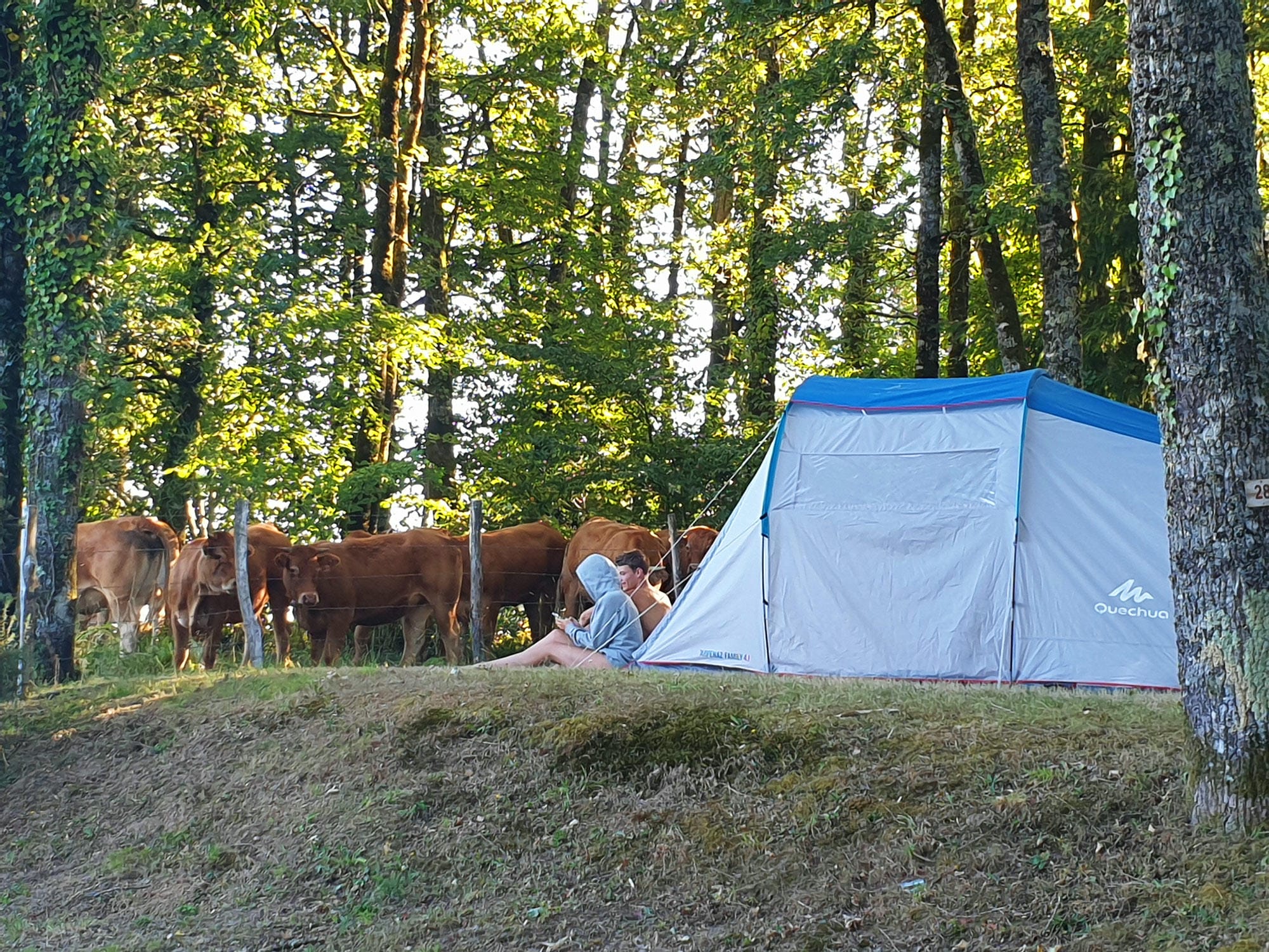 Campeur assis devant sa tente avec des vaches en arrière-plan, comme un air de camping à la ferme au Verdoyer