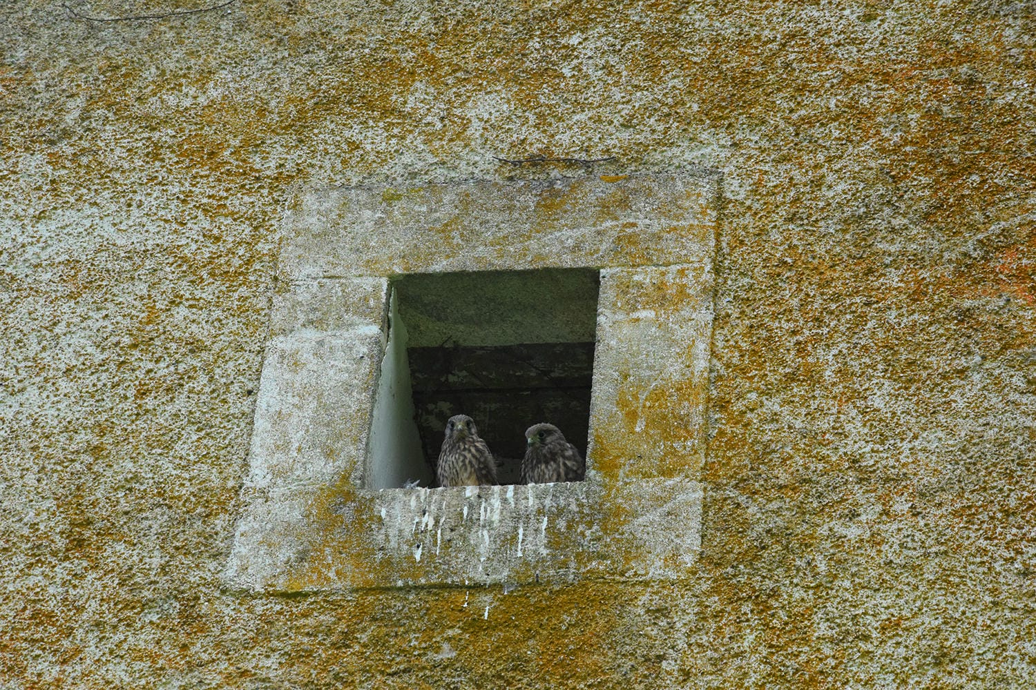 Oiseaux du Périgord Vert : la vie sauvage au Château le Verdoyer