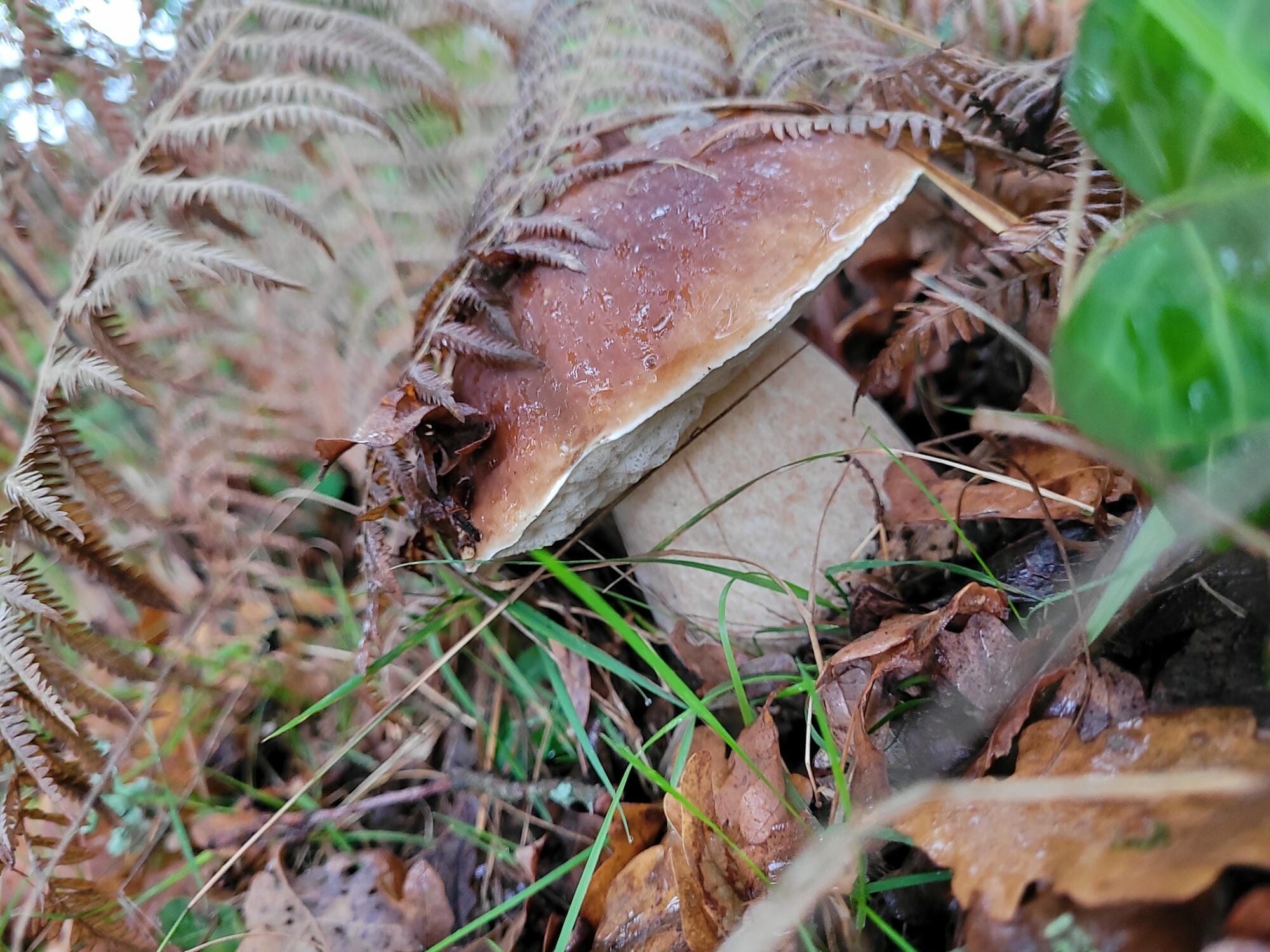 Beau cèpe poussant dans l'herbe, cueillette en Périgord Vert