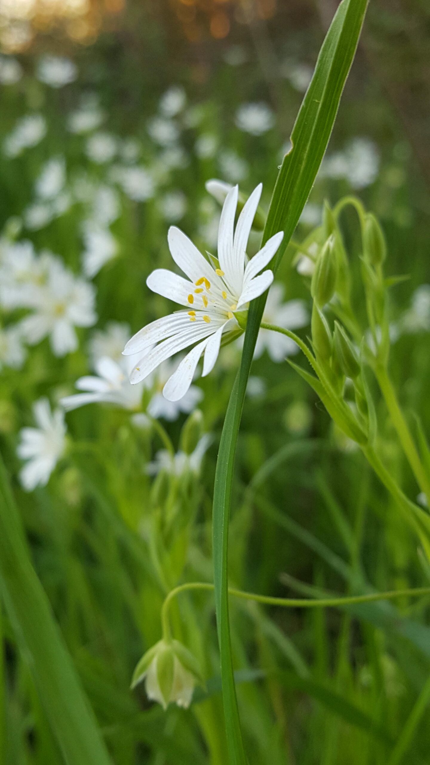 Fleur blanche sauvage dans l'herbe, flore du Périgord Nature