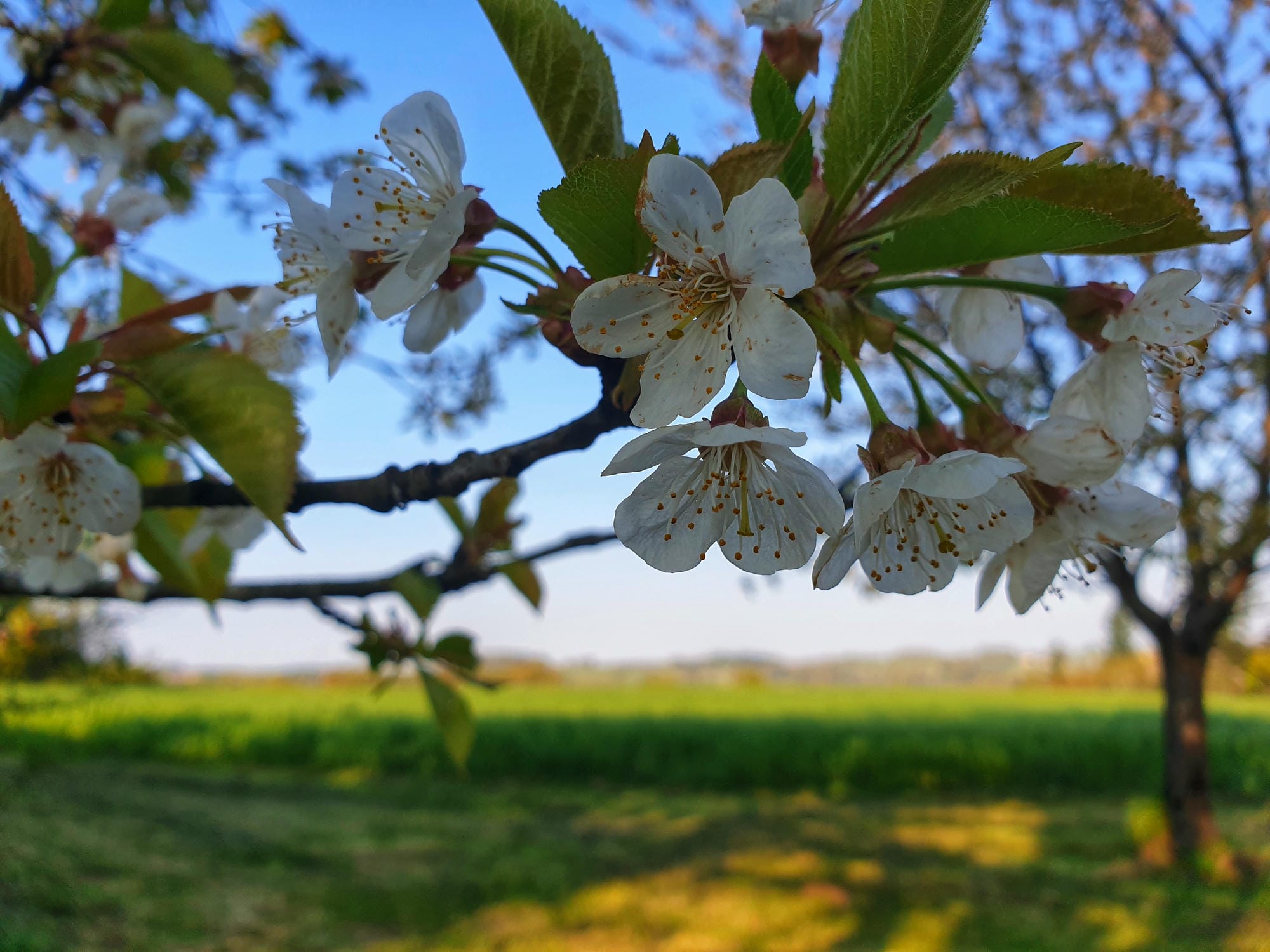 Gros plan sur un cerisier aux fleurs blanches, printemps en Périgord Vert