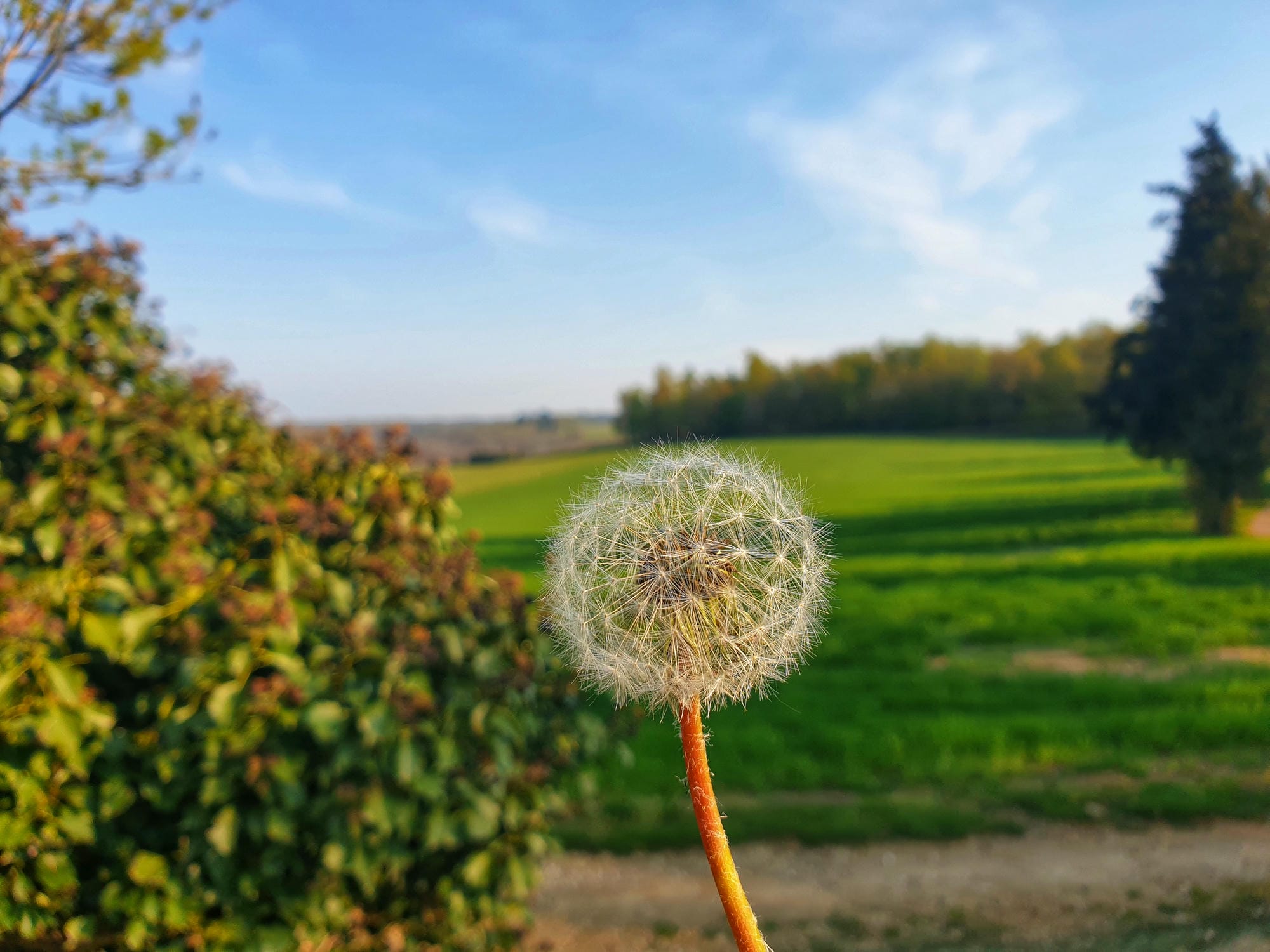 Pissenlit au premier plan d'un champ avec sentier en terre, flore du Périgord Nature