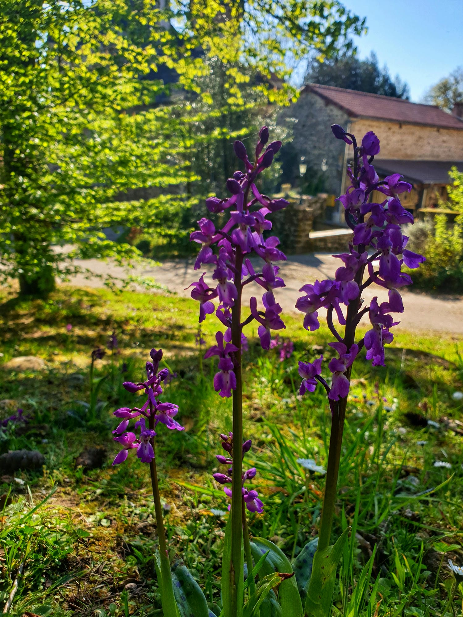 Orchidées sauvages sur le camping, flore du Périgord Vert