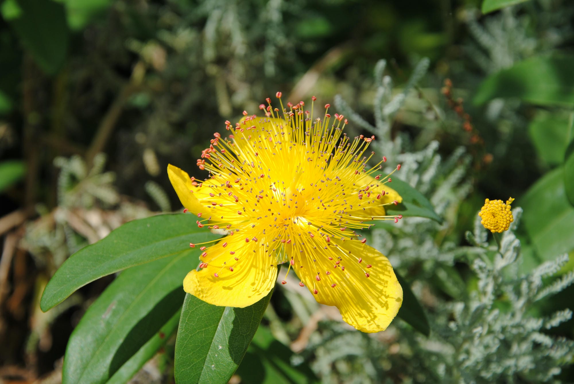 Fleur jaune sauvage poussant dans l'herbe, flore du Périgord Nature
