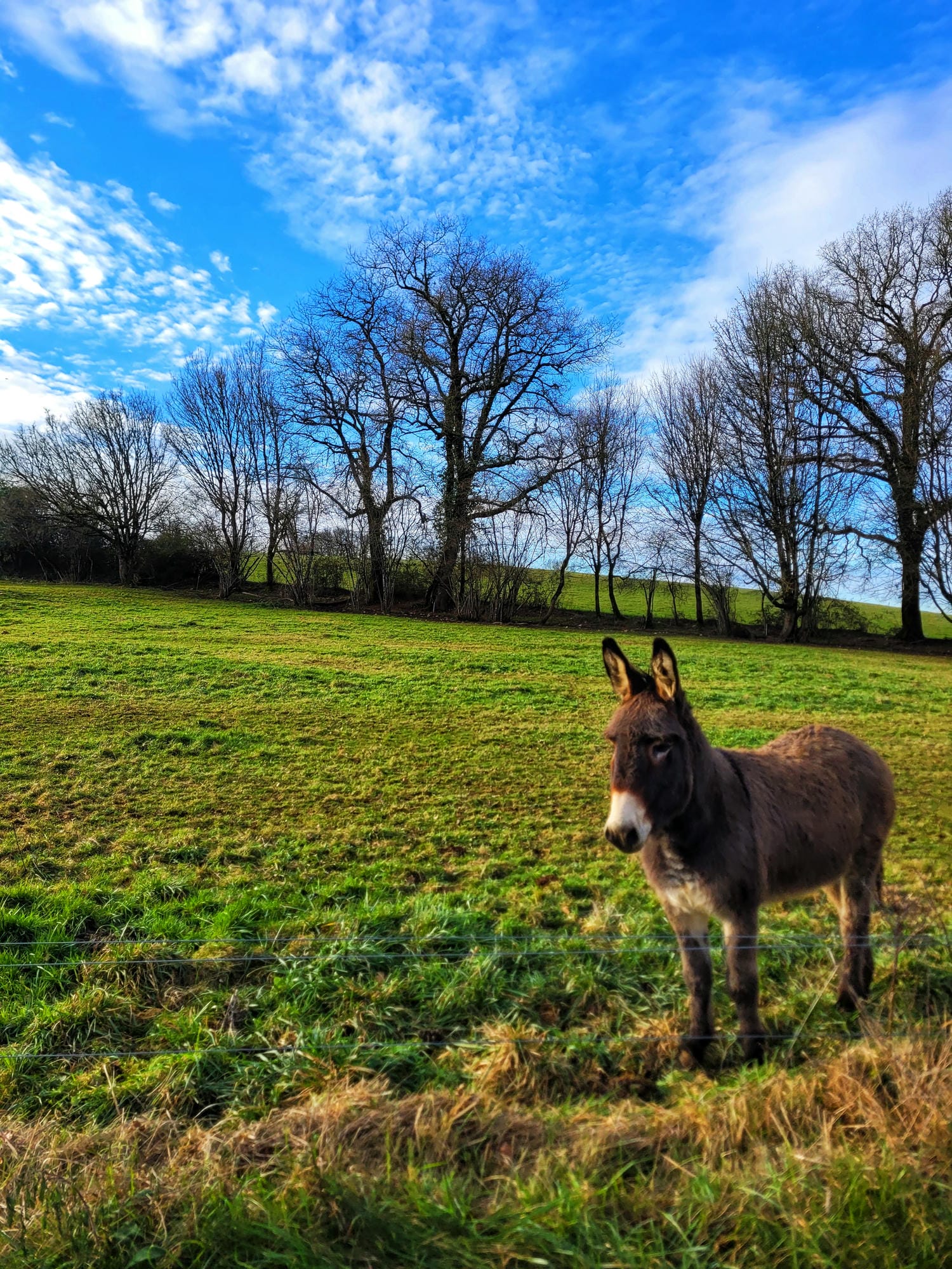 Âne dans un champ arboré, rencontre typique sur la Flow Vélo en Périgord Nature