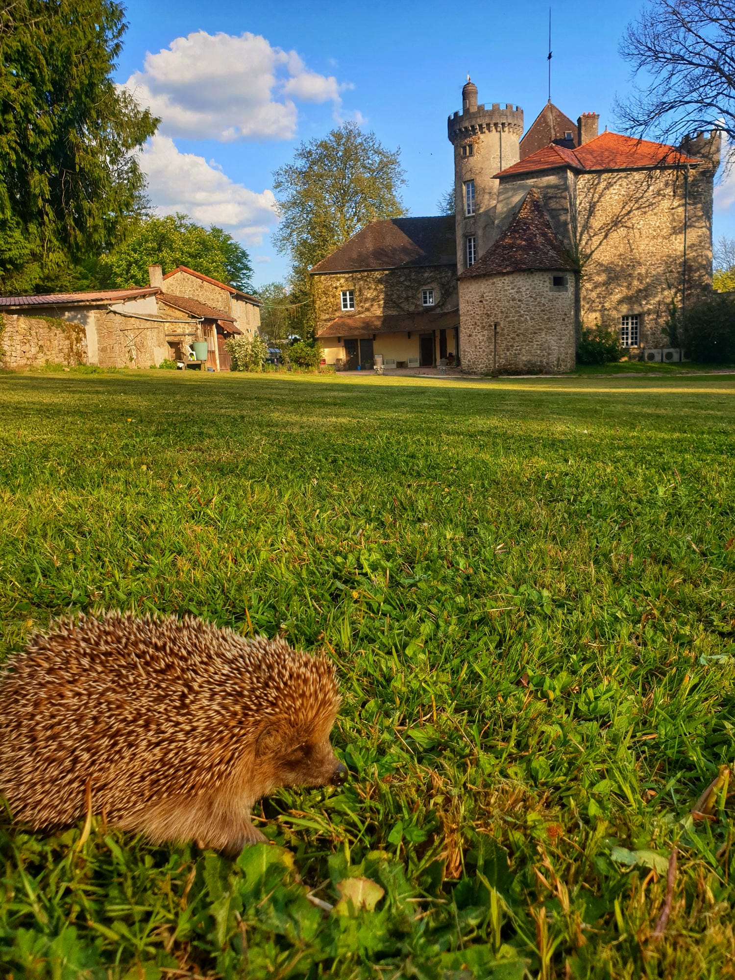 Hérisson dans l'herbe du Château le Verdoyer, Périgord Vert