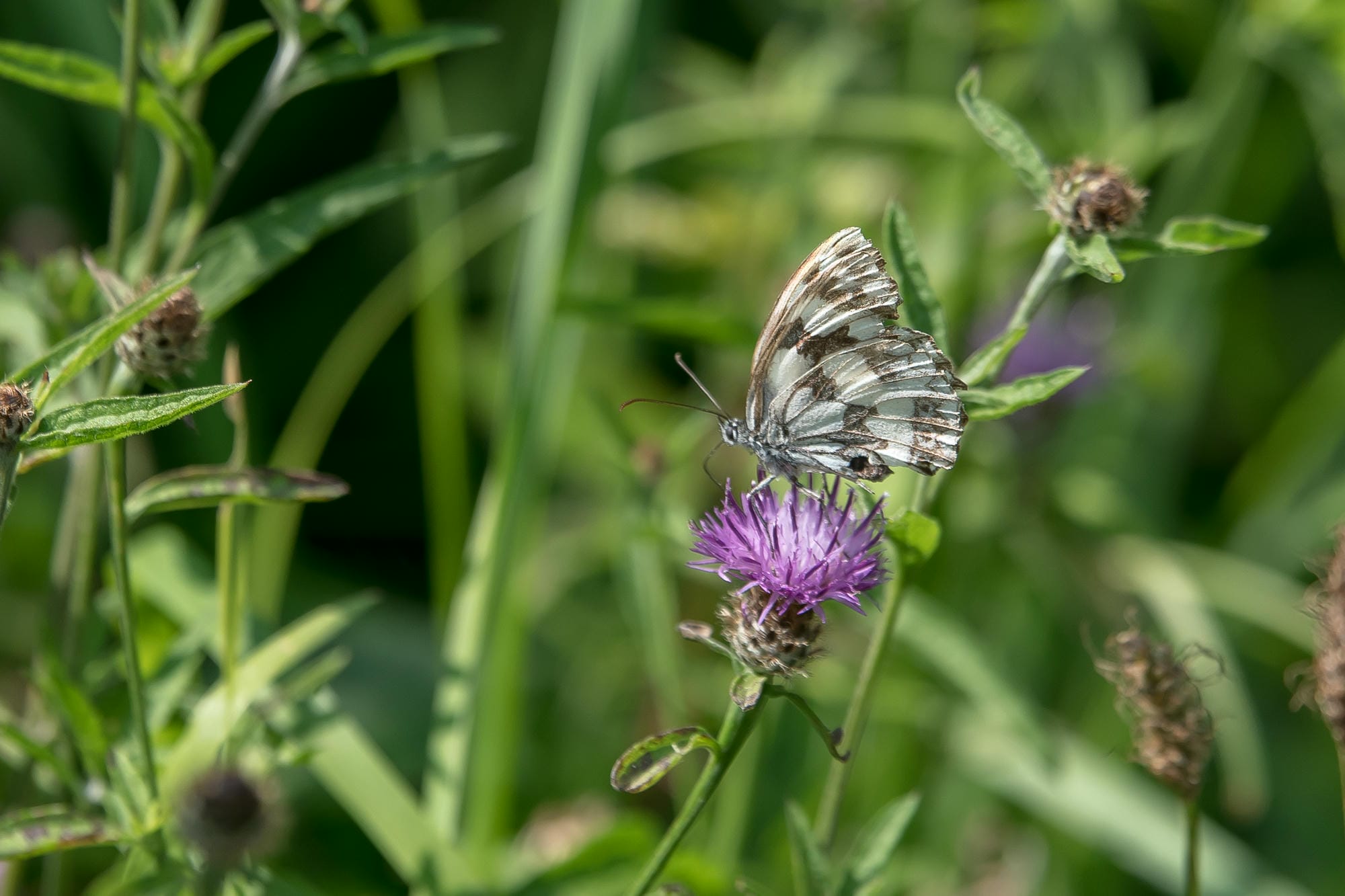 Papillon posé sur une fleur dans l'herbe, biodiversité du Parc Naturel Régional Périgord-Limousin