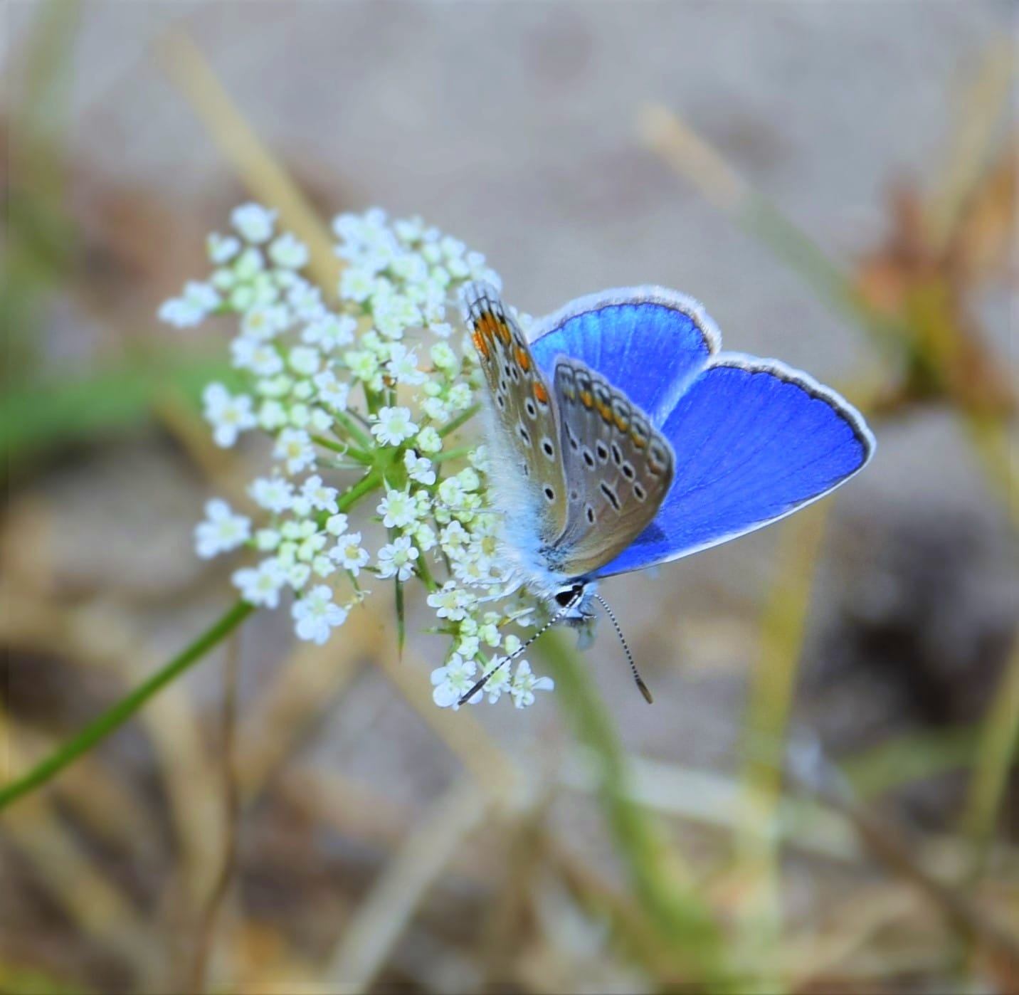 Papillon bleu (azuré) posé sur une fleur blanche, faune du Périgord Nature