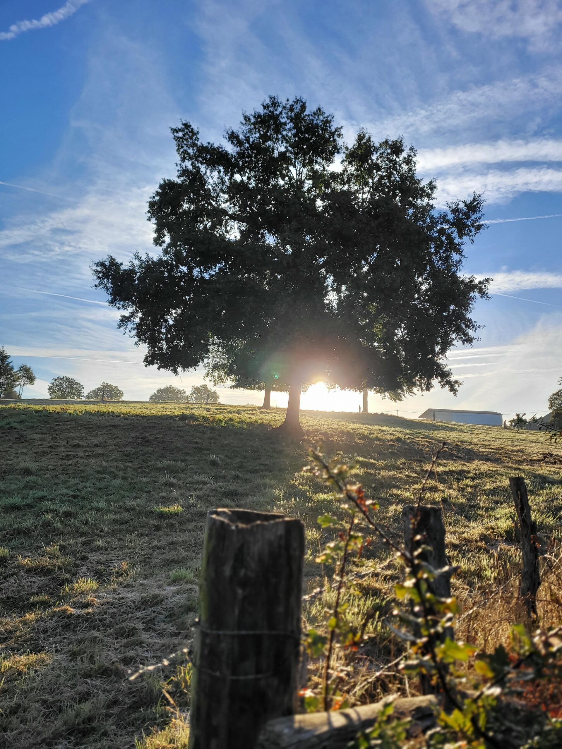 un champ avec arbre et clôture en Périgord