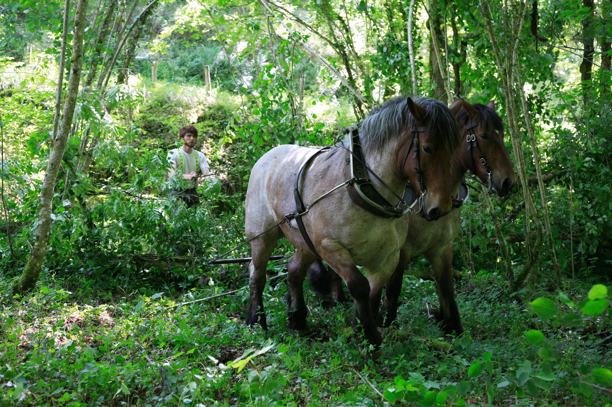 Chevaux de trait tirant une charrue en forêt, tradition en Périgord Nature