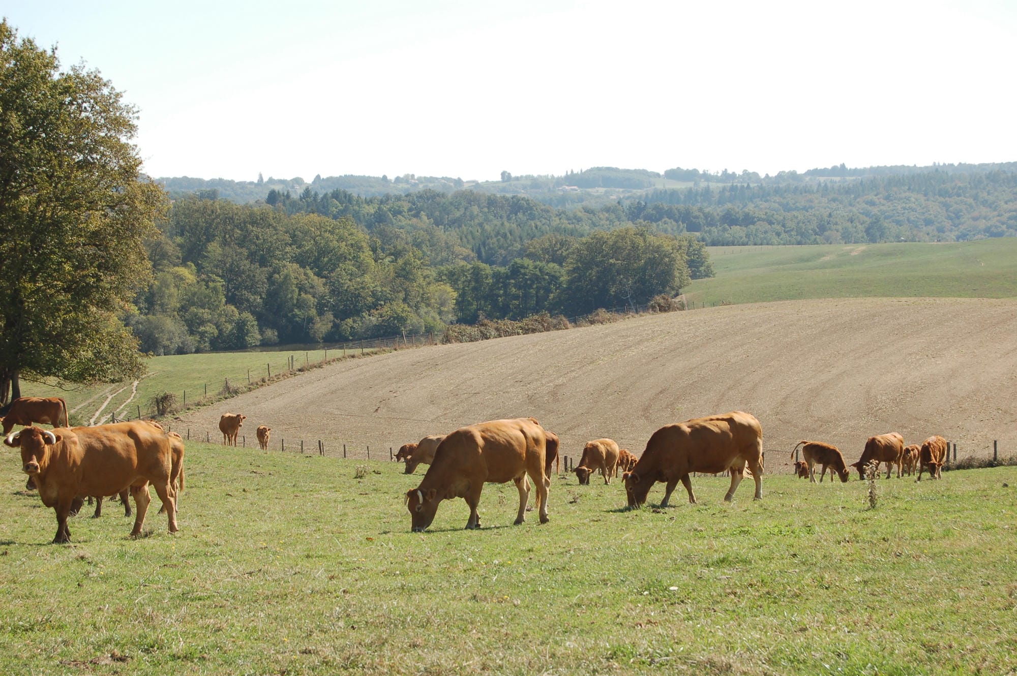 Troupeau de vaches paissant dans un champ, élevage en Parc Naturel Régional Périgord-Limousin
