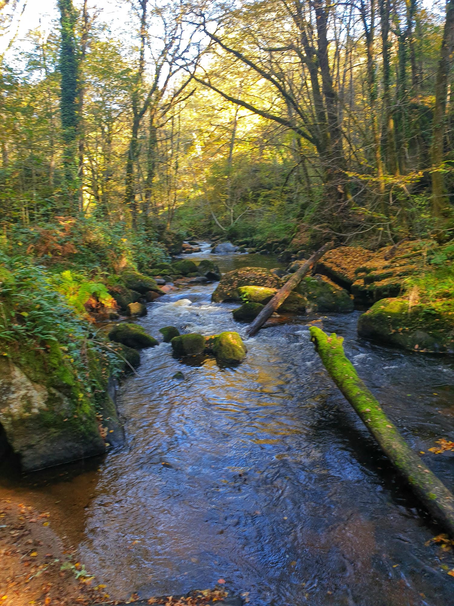 Ruisseau coulant à travers une forêt avec rochers moussus, Trou du Philippou, St-Saud
