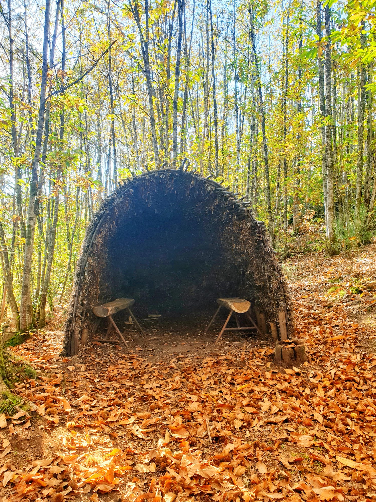 Feuillardier : Petit abri naturel formé par une souche d'arbre au Trou du Philippou, St-Saud