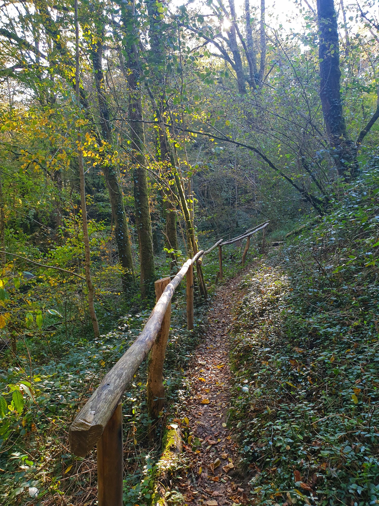 Clôture en bois longeant un sentier forestier au Trou du Philippou, St-Saud-Lacoussière