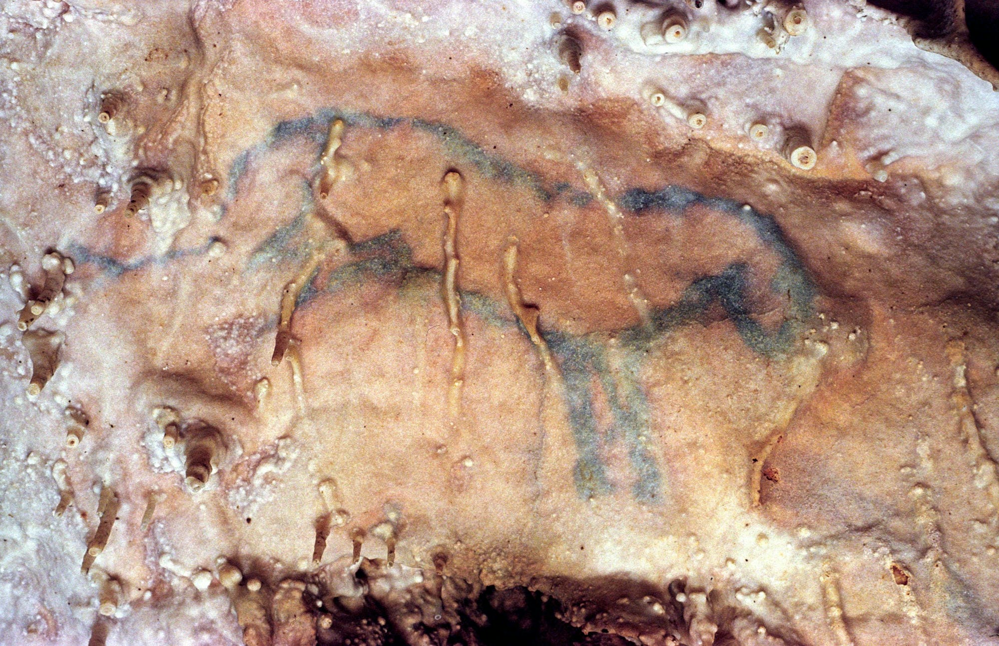 Peinture préhistorique d'un cheval bleu et d'une figure humaine sur une paroi rocheuse des Grottes de Villars